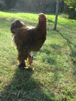 Kurczak w ogrodzie