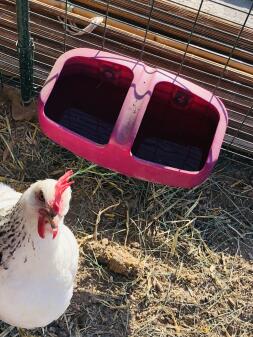 Kurczak na wybiegu z karmnikiem