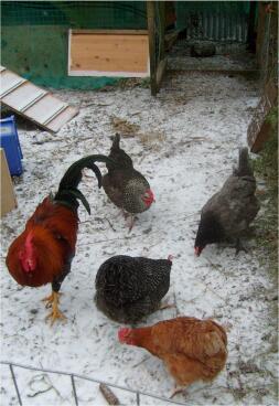 Cztery kurczaki i jeden kogut w Snow