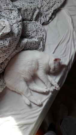 Kot śpiący na łóżku