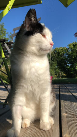 Kot korzystający z kąpieli słonecznych na tarasie.