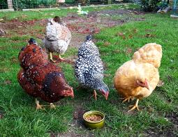 Kurczęta zjadające pokarm z ziemi
