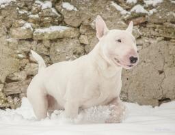 Biały bull terrier przechodzący przez Snow