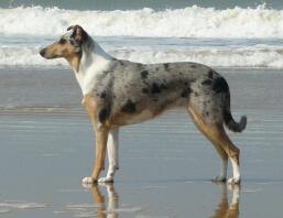 Piękny pies stojący nad morzem.