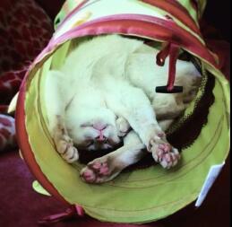 Teddy Tonk wyczerpany w swoim kocim tunelu