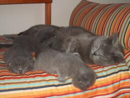 Szara kotka z trzema kociakami śpiącymi na pasiastym posłaniu