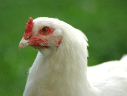 Zbliżenie białeGo kurczaka