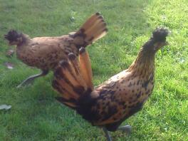 Dwa kurczaki w trawie
