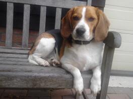 Pies beagle siedział na ławce