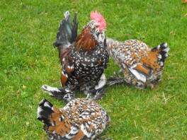 Trzy czarne, brązowe i białe kury bantam na trawniku