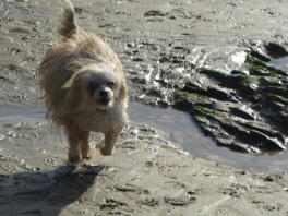Ollie biegnie po plaży