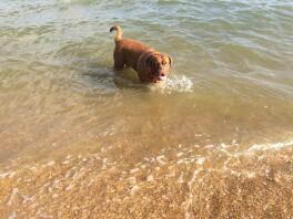 Nasz Dogue „Appa” uwielbia plażę