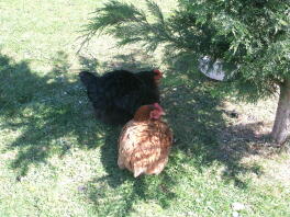 Kurczaki w ogrodzie