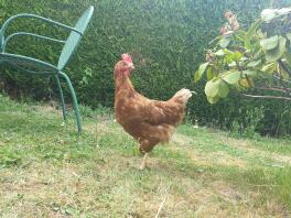Była kura, która po raz pierwszy odkrywa nasz ogród.