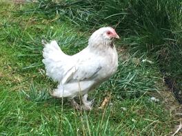 Kurczak w ogrodzie