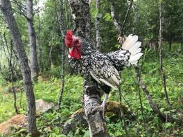 Mały czarno-biały kurczak stał na gałęzi w lesie