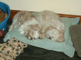 Millie i Shui odpoczywają