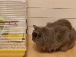 Kot wpatrujący się w klatkę chomika