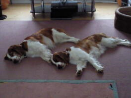 Chester i Tasha odpoczywają