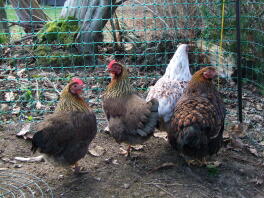 Cztery brązowe i białe kurczaki stały w ogrodzie