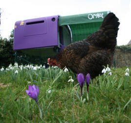 Kurczak w ogrodzie z fioletowym Eglu Cube kurnik w tle z wybiegiem i osłoną cieniującą