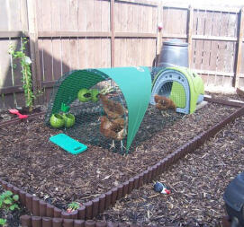 Zielony Eglu kurnik z wybiegiem, osłoną cieniującą i 3 kurczakami na zrębkach drewnianych