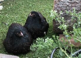 Kurczaki w ogrodzie