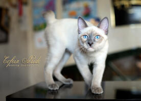 Mekong BOBTAIL Kitten blue-point of Cofein Pride, mekong-bobtail.ru, wysyłka kociąt na cały świat