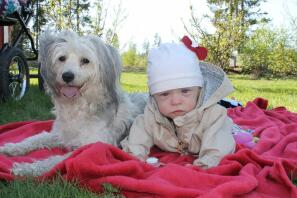 Biało-szary pies leżący obok dziecka na kocu piknikowym