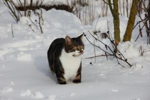 Kot w Snow