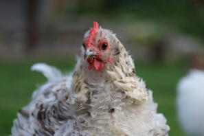 Puszysty, niechlujny, biało-brązowy kurczak