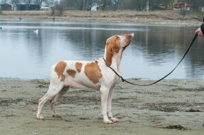Biały pies z brązowymi plamami na spacerze nad rzeką