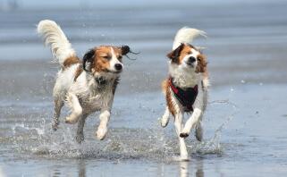 Dwa brązowo-białe psy biegające po brzegu morza