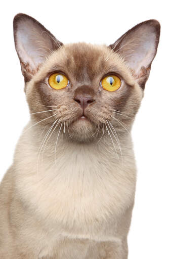 Szampański kot burmski z brązowym nosem i Golden eyes