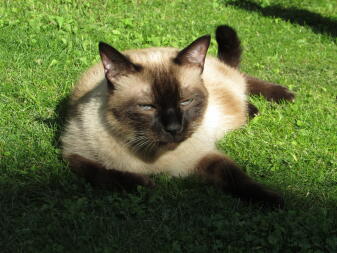Kot leżący na słońcu w ogrodzie