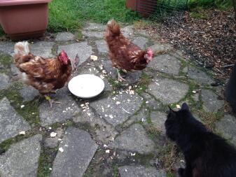 Kot i kury dzielą miskę jajecznicy!