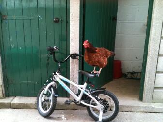 Kurczak stojący na rowerze