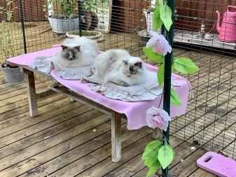 Dwa koty siedzące na wybiegu przeznaczonym dla kotów z różowymi dekoracjami