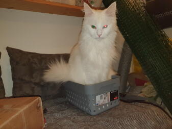 Kot siedzący w pudełku na kanapie