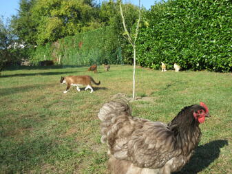 Kury i kot w ogrodzie