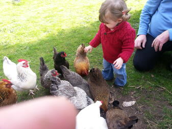 Młoda dziewczyna bawiąca się z wieloma kurczakami w ogrodzie