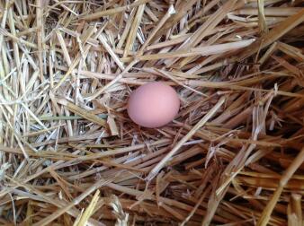Znalezienie świeżego jajka każdego ranka w gnieździe jest cudowne