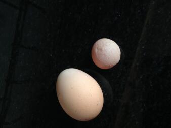 Te jaja pochodziły od tej samej kury tego samego dnia