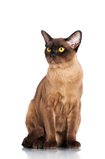 Piękny czekoladowy kot burmski z Golden eyes