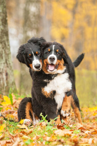 Dwa dorosłe berneńskie psy górskie cieszące się swoim towarzystwem