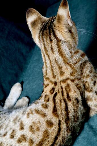 Piękna sierść kota sawannoweGo