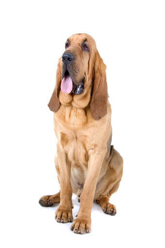 Zdrowy dorosły bloodhound siedzący na baczność