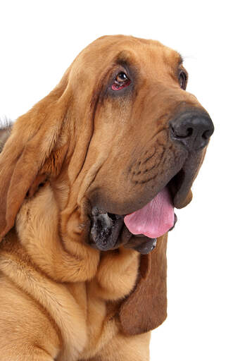 Charakterystyczna, opadająca twarz bloodhounda