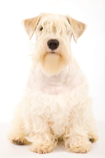 Sealyham terrier z charakterystycznymi ostrymi uszami, siedzący schludnie