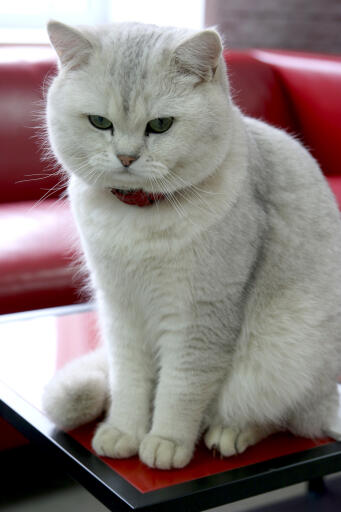Kot brytyjski krótkowłosy siedzący na czerwonym stole